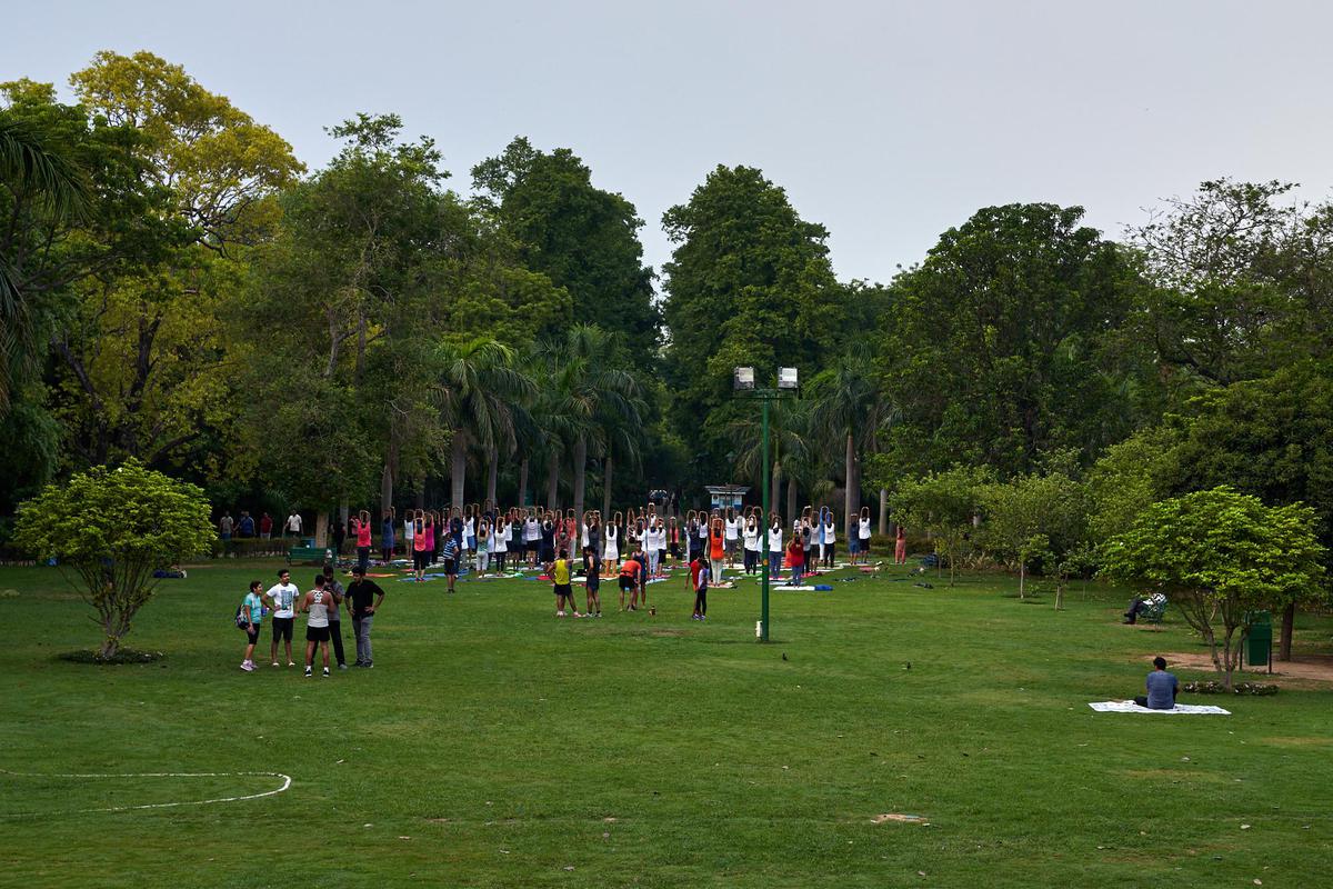 Image of Tree, Grass, Park etc.