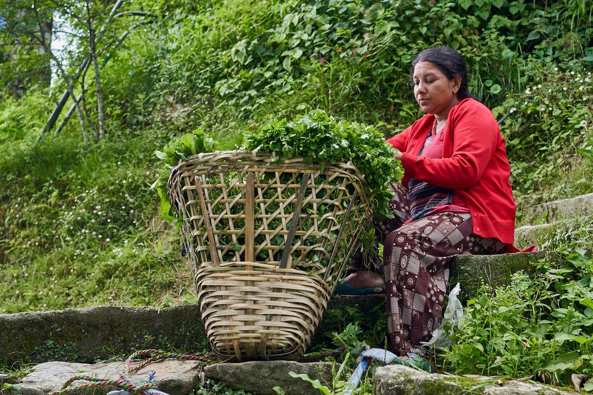 Image of Botany, Basket etc.