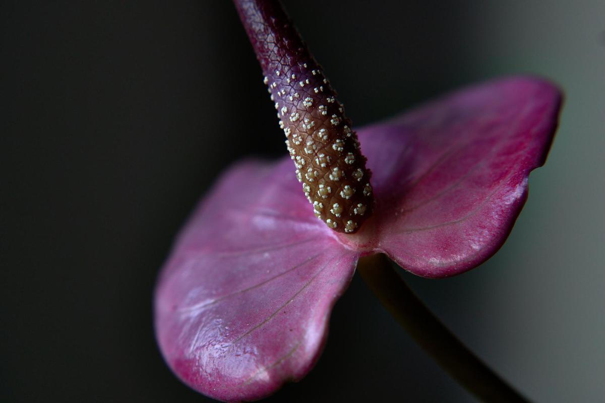 Image of Purple, Pink, Plant, Flower, Botany, Violet etc.