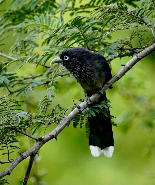 Image of Branch, Plant, Bird, Beak, Twig etc.