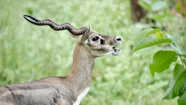 Image of Nature, Terrestrial animal, Grass, Fawn, Horn, Deer etc.