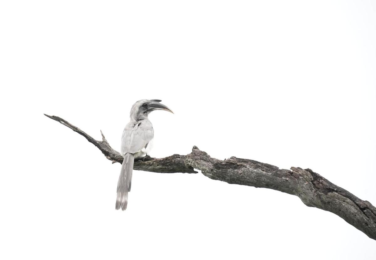 Image of Sky, Bird, Beak, Twig etc.