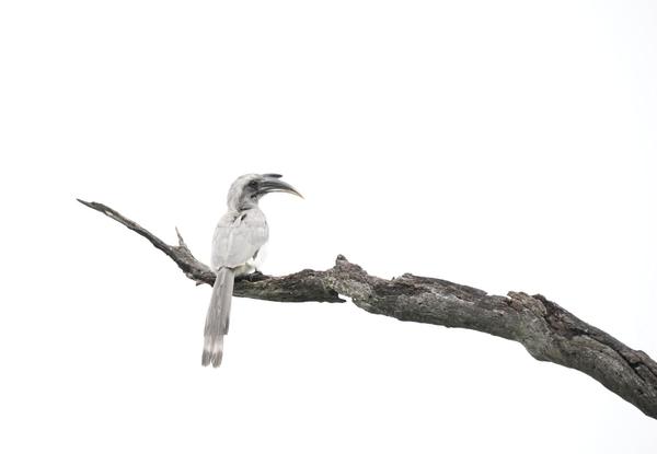 Image of Sky, Bird, Beak, Twig etc.