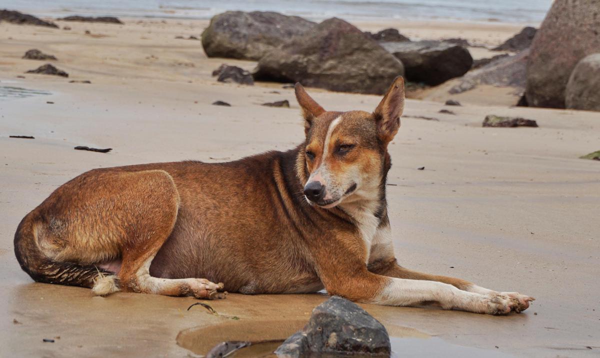 Image of Vertebrate, Mammal, Carnivore, Canidae, Dog, Dog breed etc.