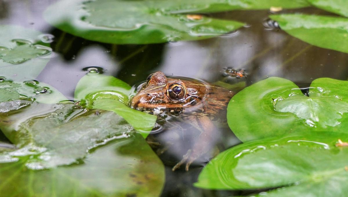 Image of Water, Leaf, Frog, Amphibian, Toad, True frog etc.