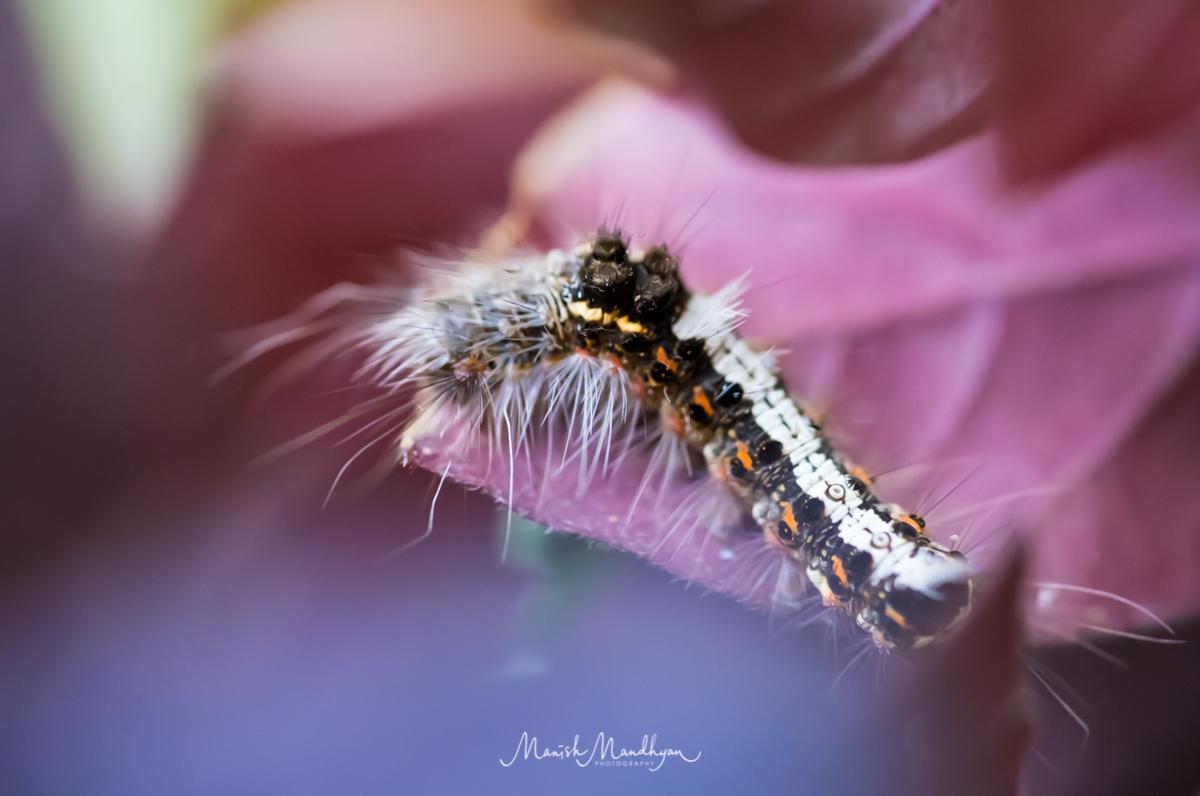 Image of Close-up, Macro photography, Insect, Invertebrate, Caterpillar, Lymantria dispar dispar etc.