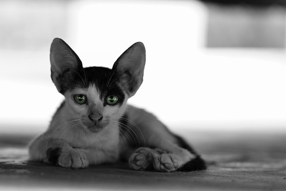 Image of Black-and-white, Felidae, Carnivore, Cat, Small to medium-sized cats, Whiskers etc.