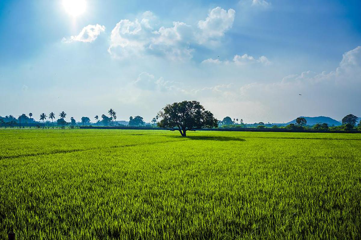 Image of Nature, Sky, Cloud, Natural landscape, Vegetation, Plant etc.