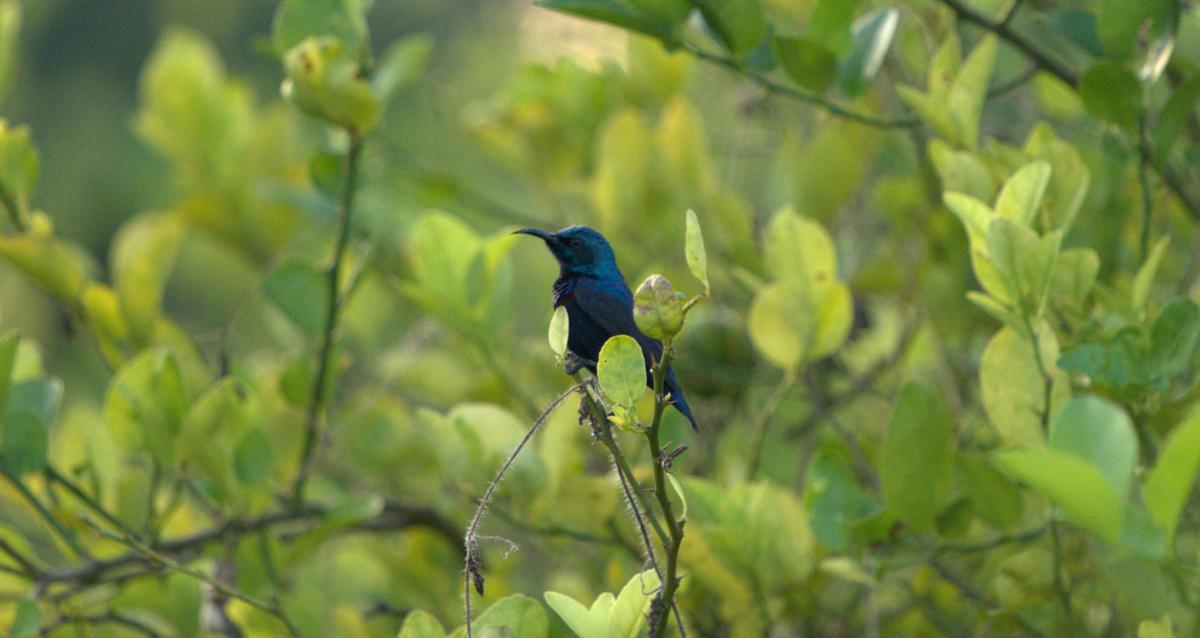 Image of Bird, Beak etc.