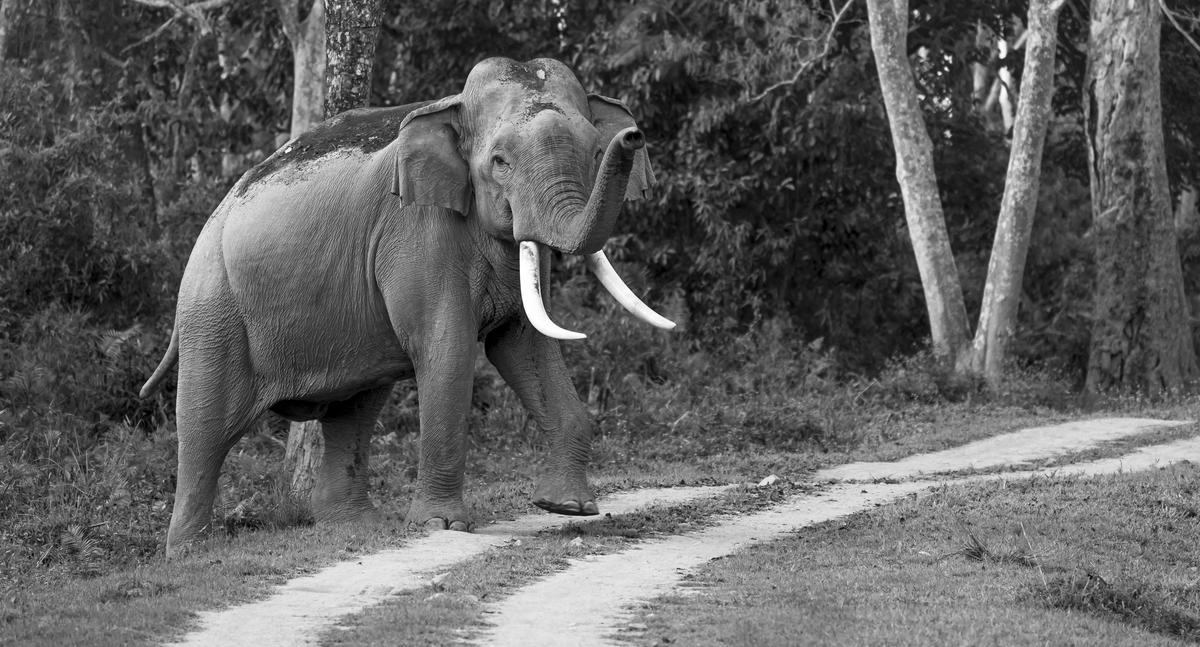 Image of Photograph, Wildlife, Vertebrate, Terrestrial animal, Mammal, Elephant etc.
