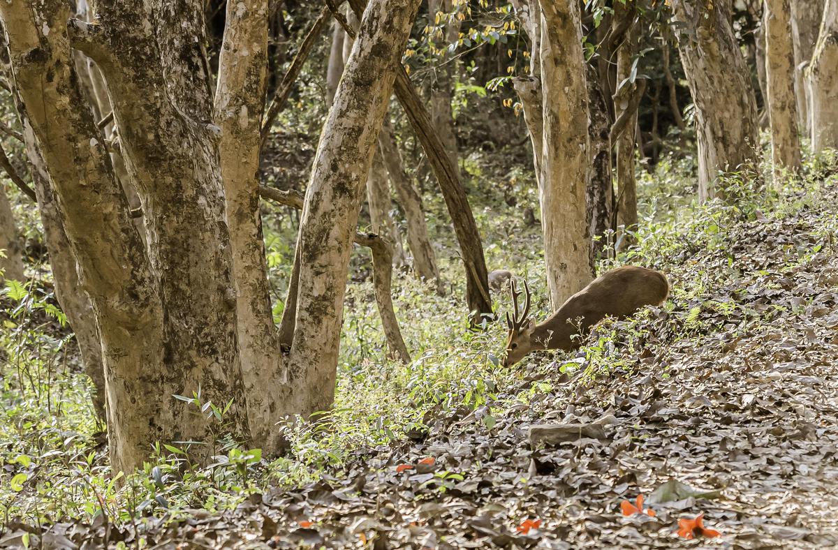 Image of Nature, Tree, Wildlife, Plant, Natural environment, Biome etc.