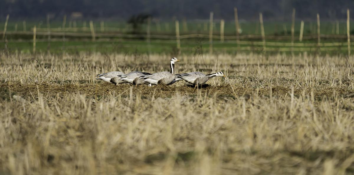 Image of Wildlife, Grassland, Bird, Water bird, Freshwater marsh, Swan etc.