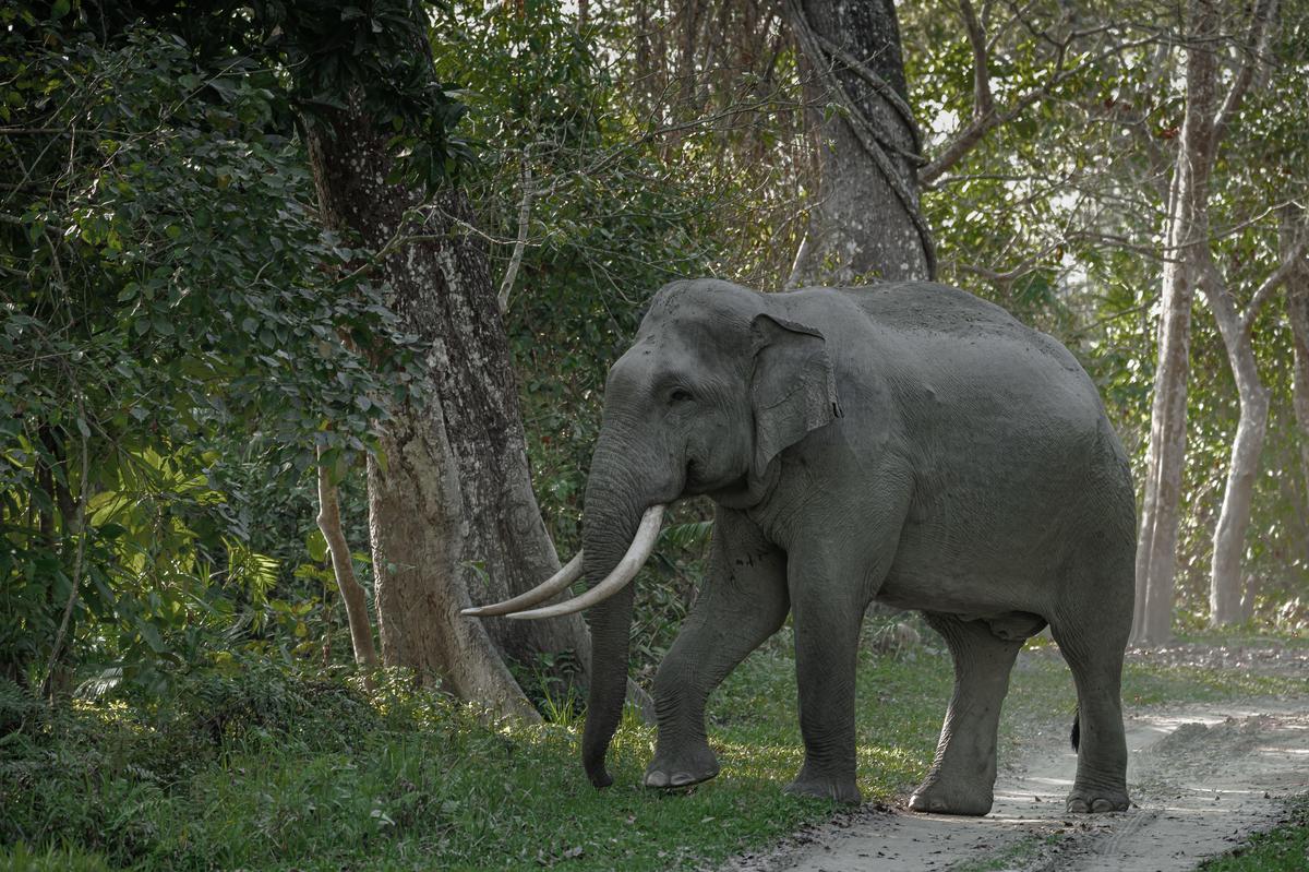 Image of Tusk, African elephant, Nature reserve, Mammal, Vertebrate, Wildlife etc.