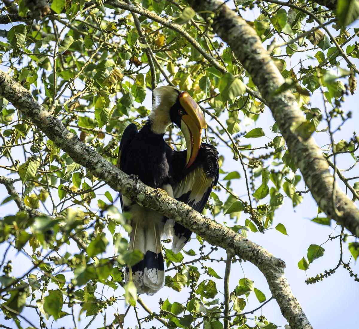 Image of Tree, Branch, Primate etc.