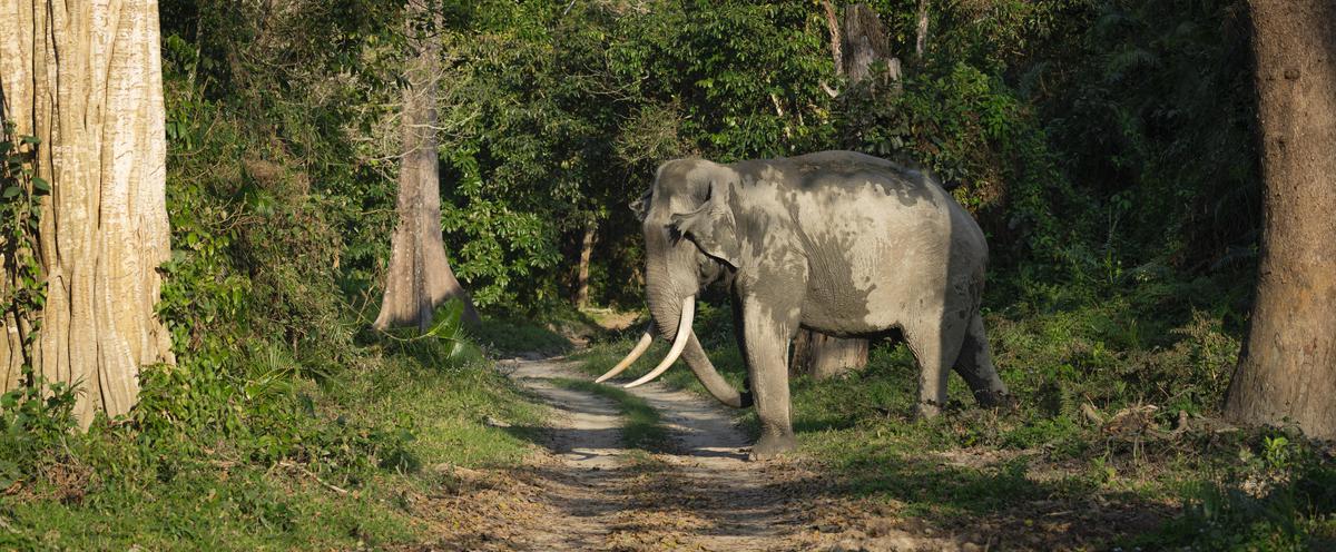 Image of Natural landscape, Wildlife, Vertebrate, Terrestrial animal, Mammal, Elephant etc.