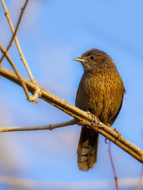 Image of Sky, Branch, Bird, Beak, Feather, Twig etc.