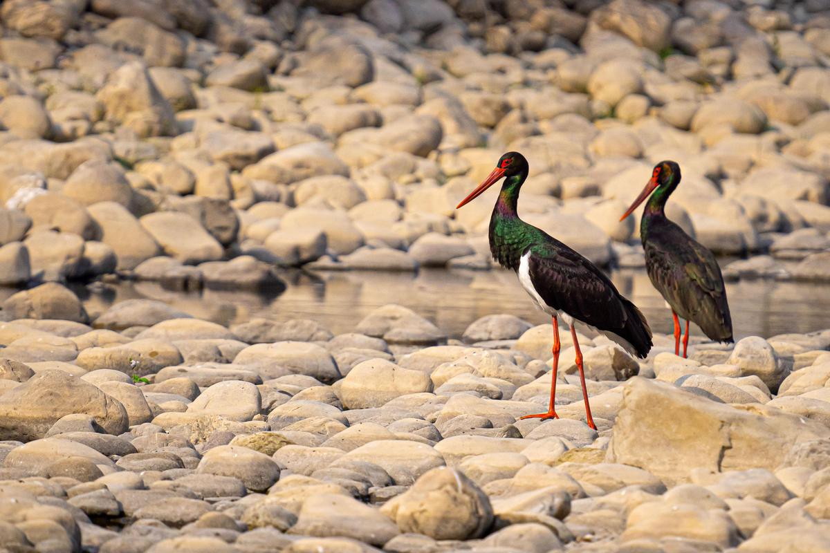 Image of Water, Bird, Beak etc.
