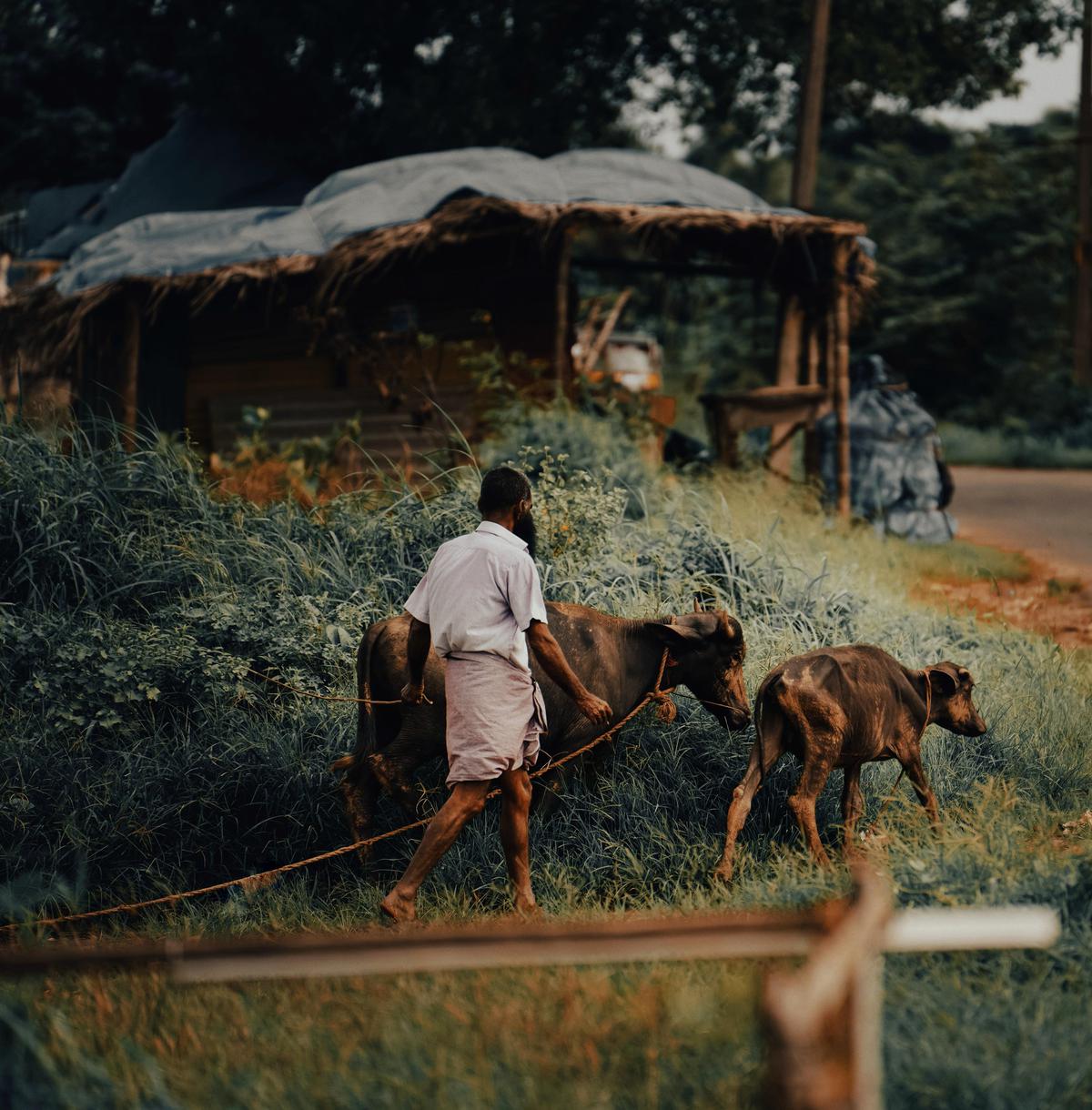 Image of Tree, Plant, Grass, Working animal etc.