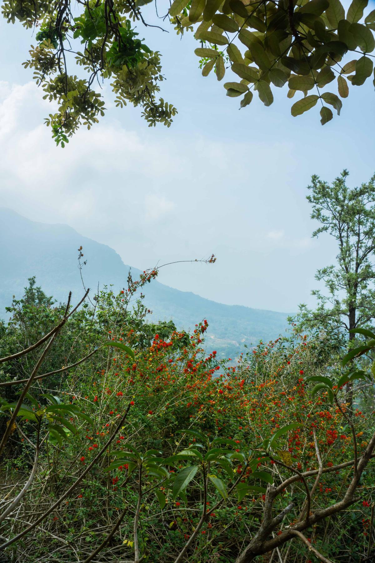 Image of Nature, Sky, Cloud, Branch, Natural landscape, Vegetation etc.