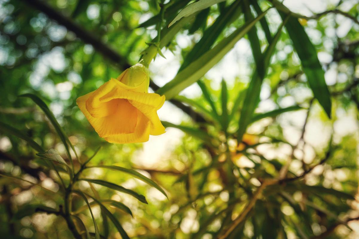 Image of Branch, Plant, Flower, Twig, Petal etc.