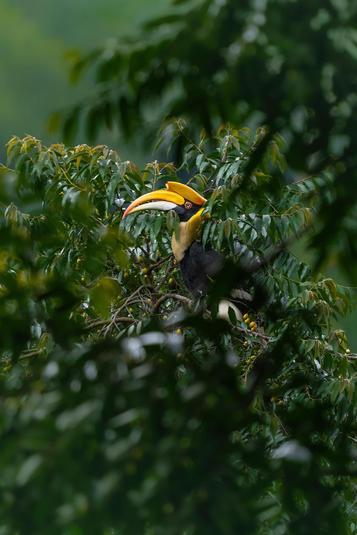 Image of Branch, Plant, Beak, Terrestrial plant, Evergreen etc.