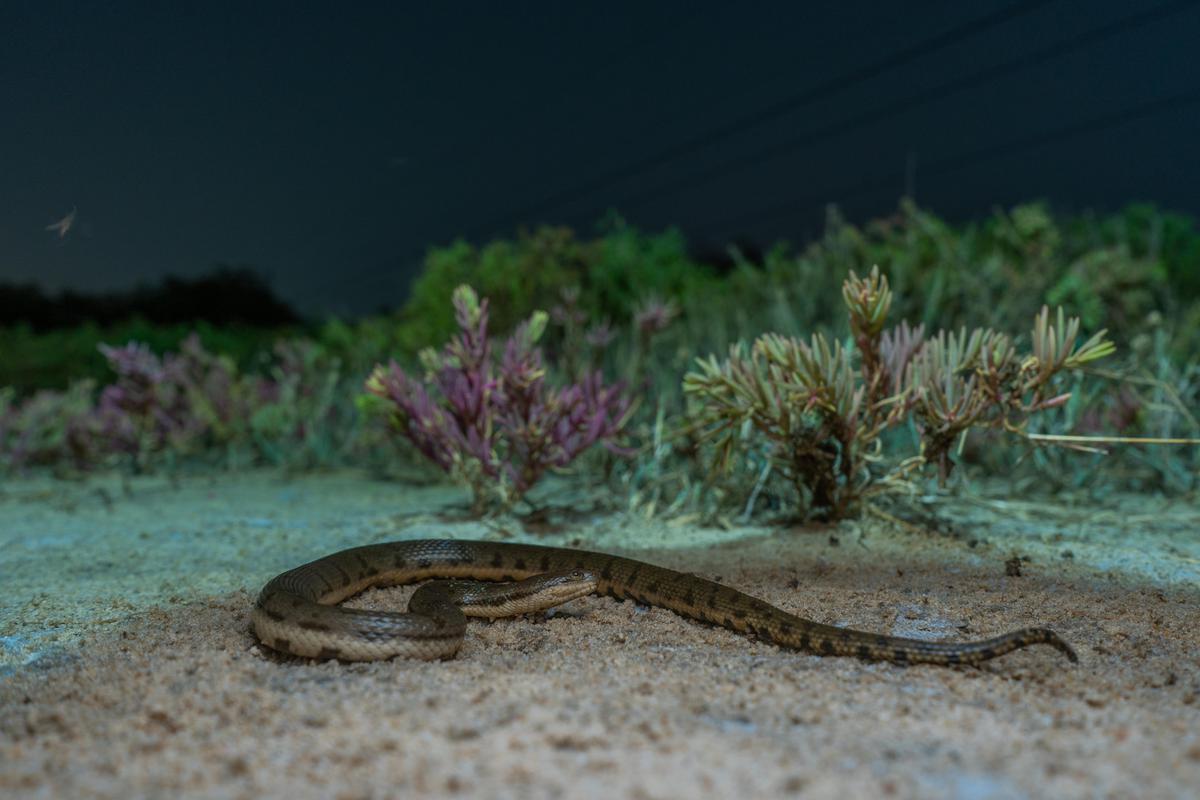 Image of Plant, Grass, Wood, Road surface, Terrestrial plant, Ecoregion etc.