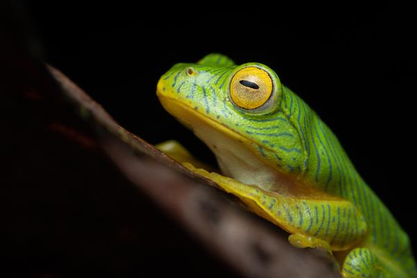 Image of Organism, Terrestrial plant, Frog, Tree frog, Toad, True frog etc.