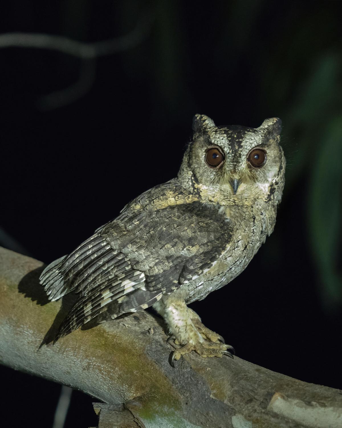 Image of Bird, Beak, Owl etc.