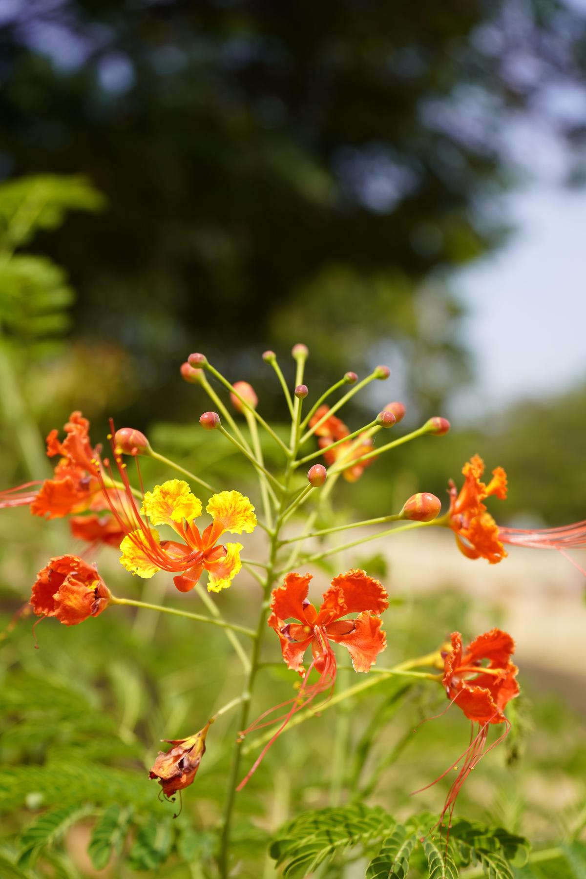 Image of Plant, Flower, Botany, Flowering plant, Caesalpinia etc.
