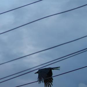 Images