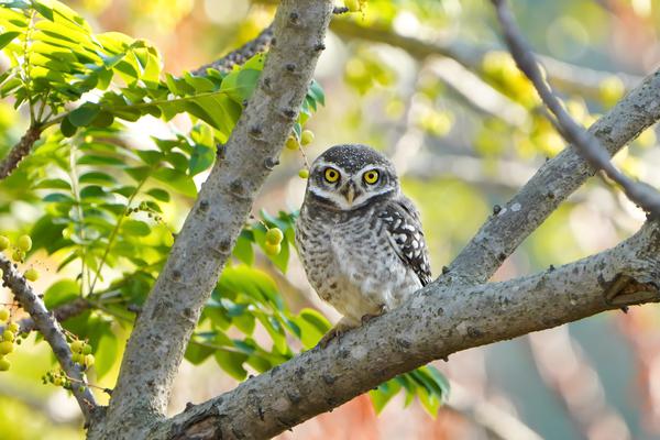 Image of Wildlife, Vertebrate, Bird, Beak, Bird of prey, Owl etc.