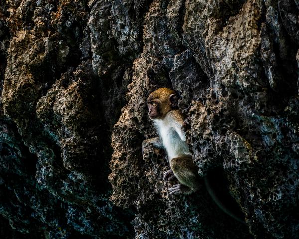 Image of Organism, Terrestrial animal, Primate etc.
