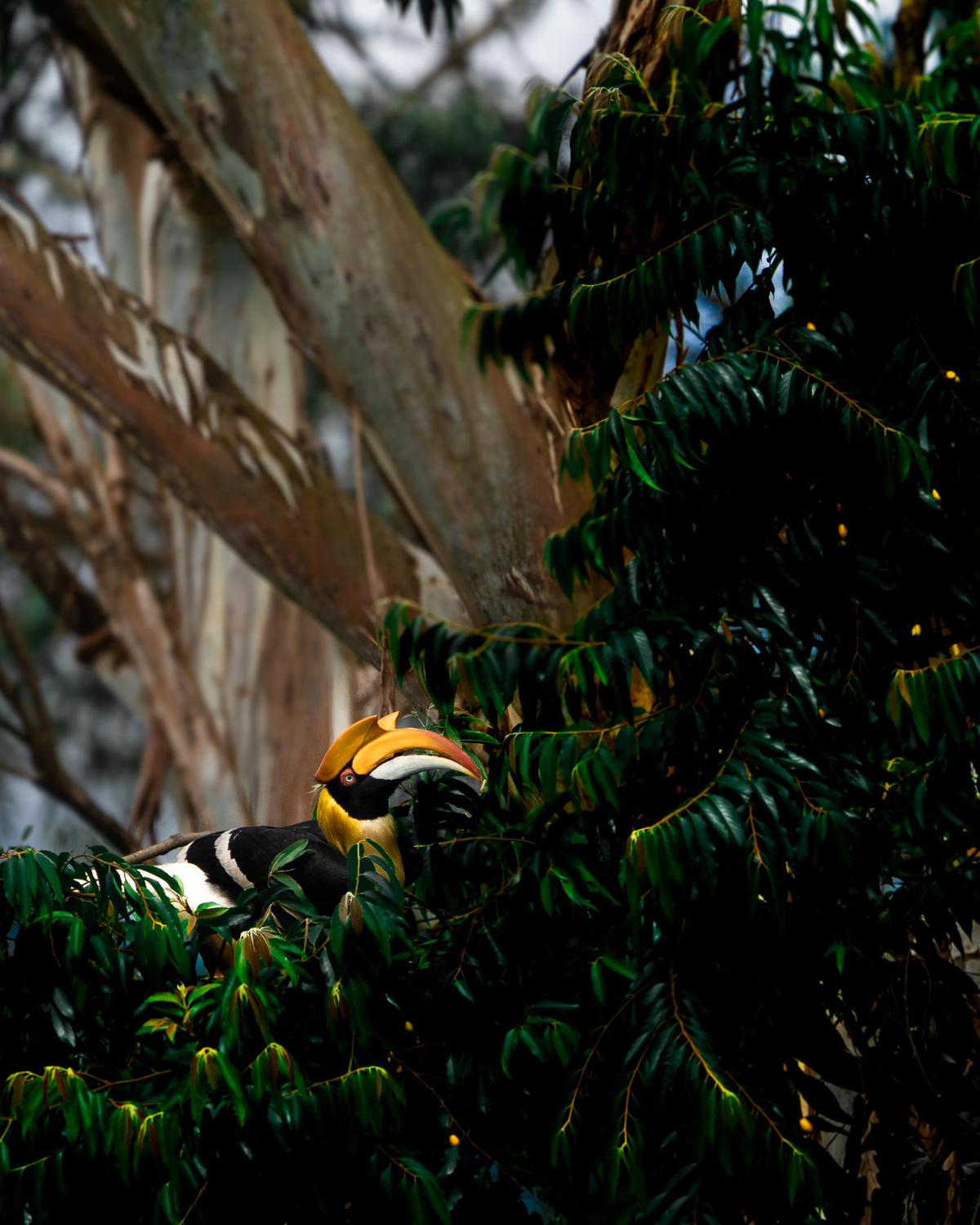 Image of Tree, Vegetation, Plant, Terrestrial plant, Evergreen etc.