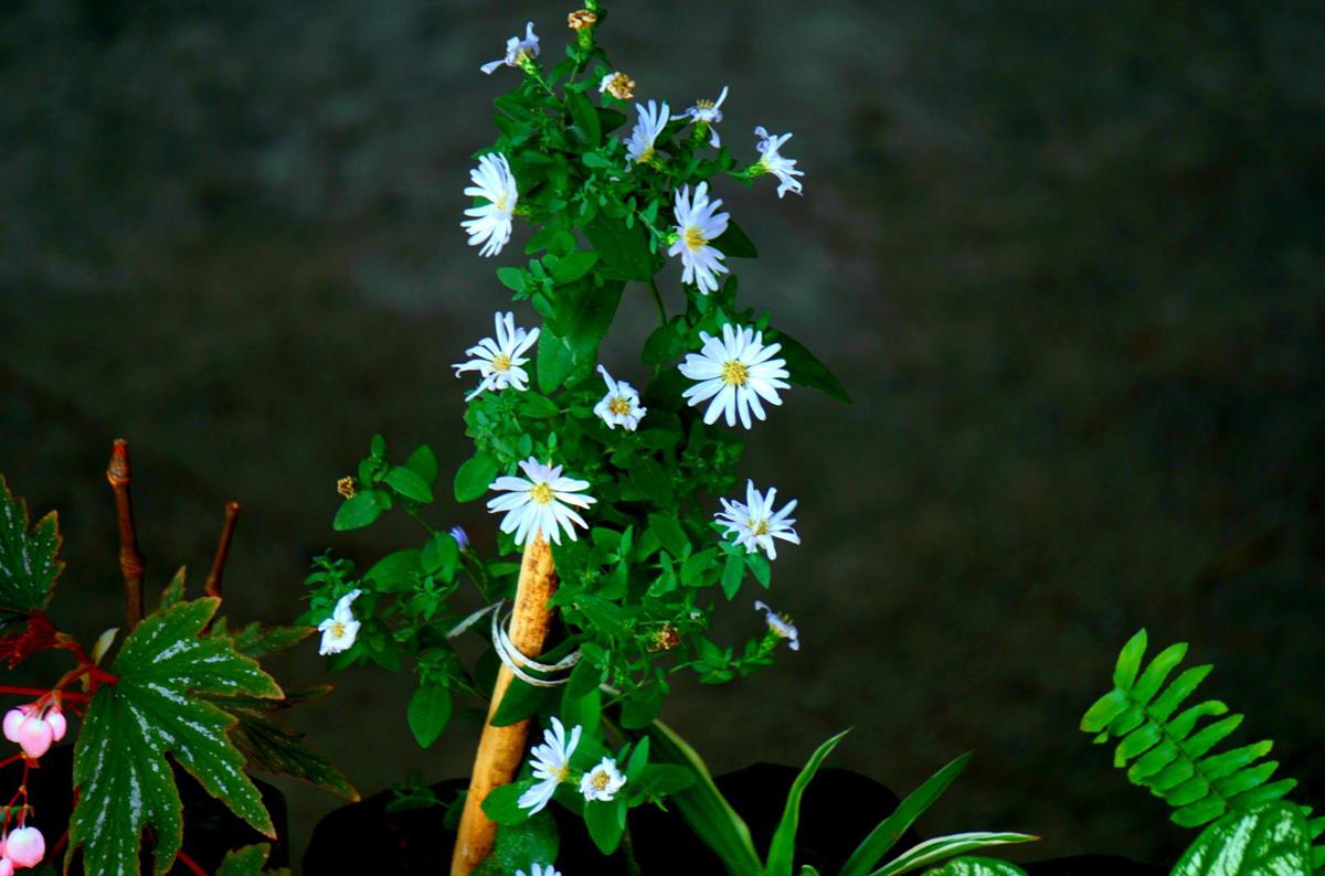 Image of Grass, Terrestrial plant, Petal, Plant, Flower etc.