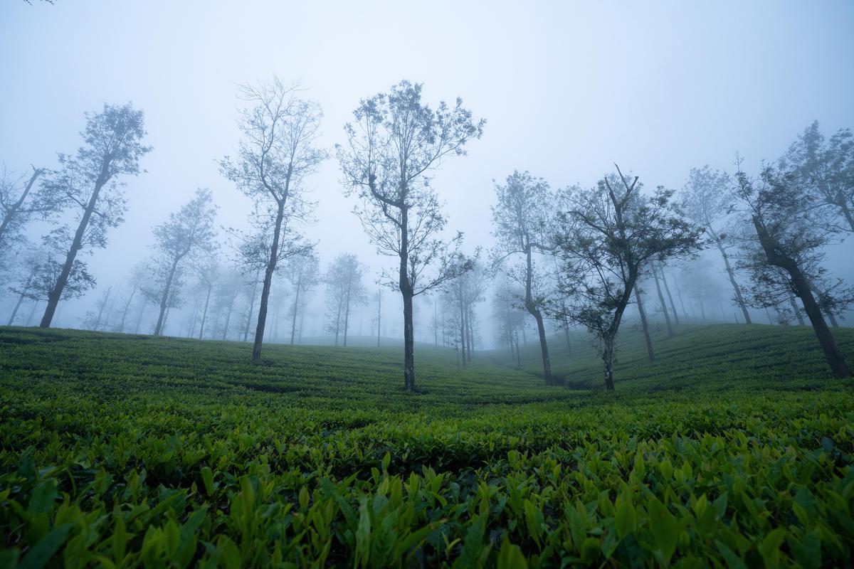 Image of Nature, Plantation, Atmospheric phenomenon, Morning, Tree, Natural landscape etc.