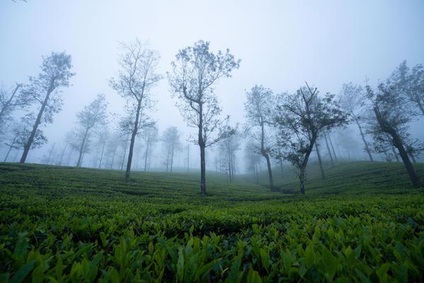 Image of Nature, Plantation, Atmospheric phenomenon, Morning, Tree, Natural landscape etc.
