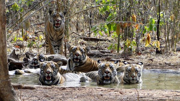 Image of Nature, Organism, Tiger, Vertebrate, Bengal tiger, Siberian tiger etc.