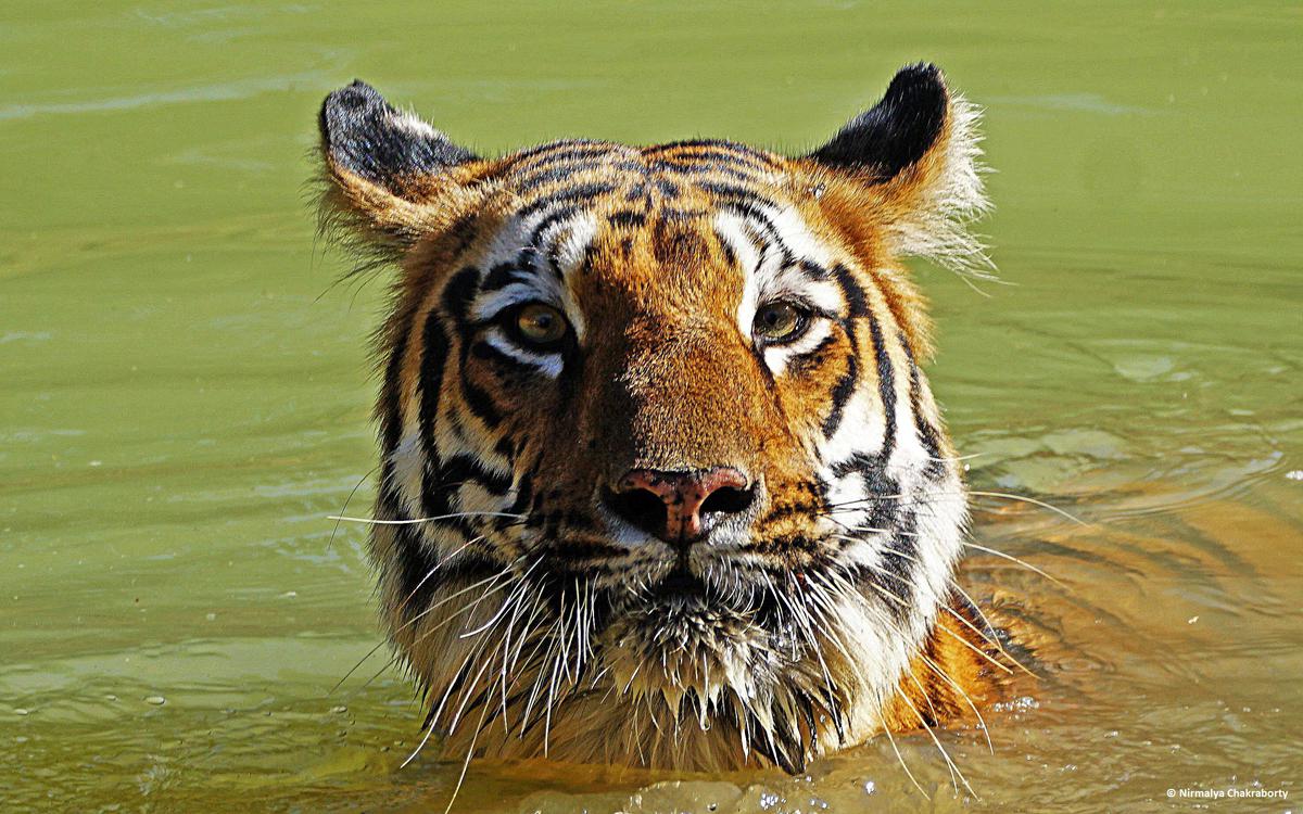 Image of Water, Tiger, Bengal tiger, Siberian tiger, Felidae, Big cats etc.