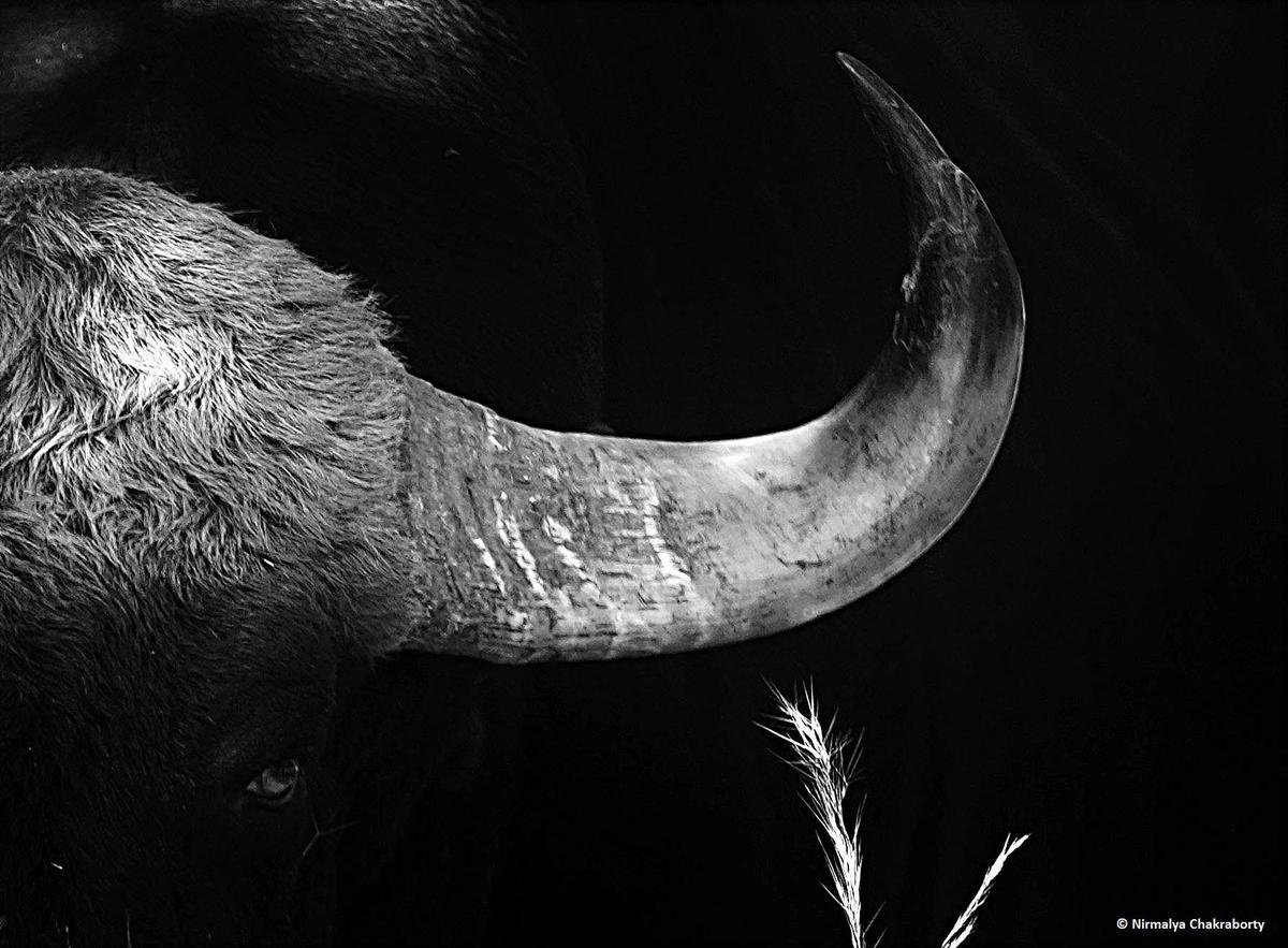 Image of Elephant, Elephants and Mammoths, Working animal, Horn, Jaw etc.