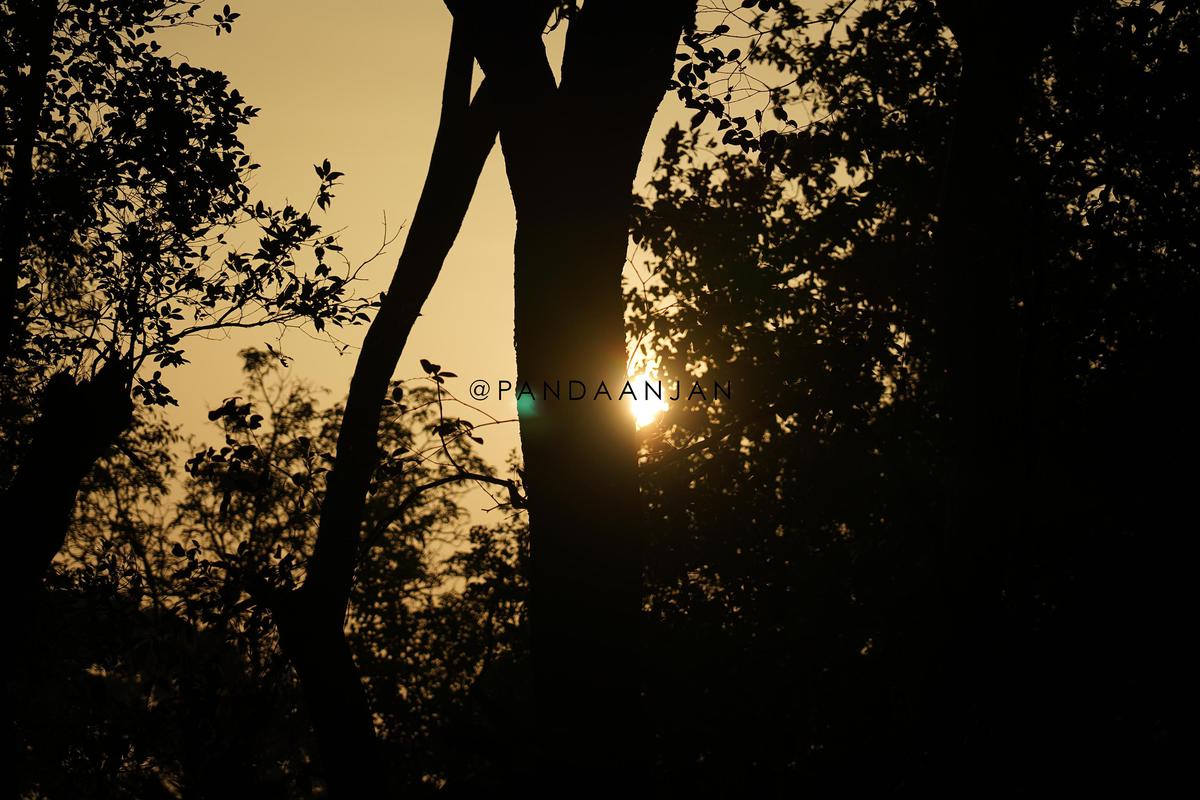 Image of Sky, Light, Morning, Tree, Branch, Natural landscape etc.