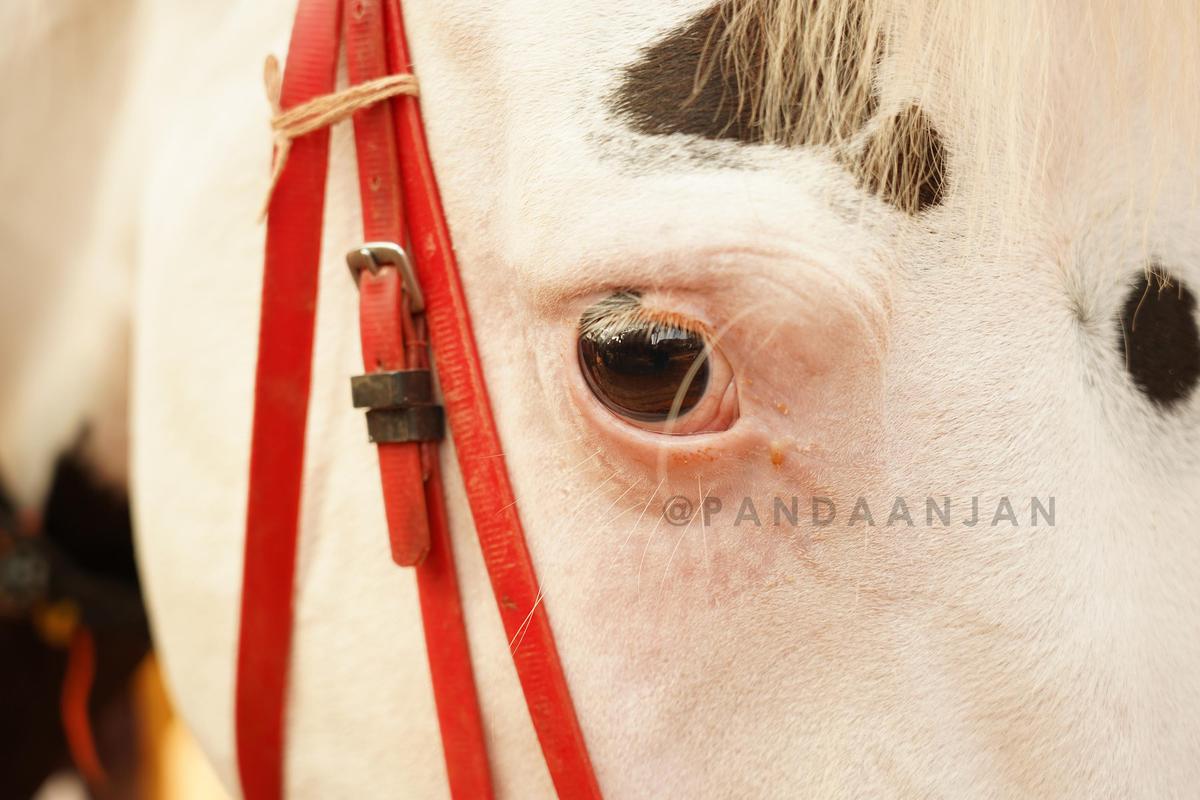 Image of Head, Close-up, Eye, Nose, Snout, Organ etc.