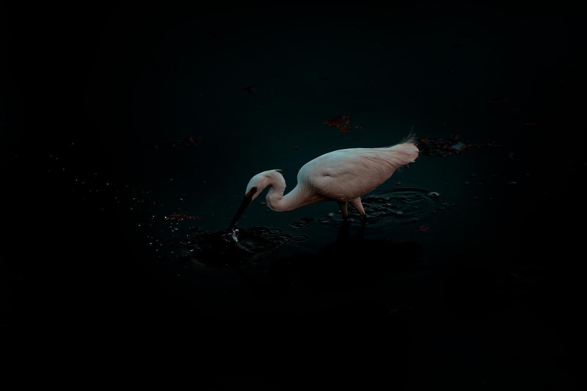 Image of  etc.