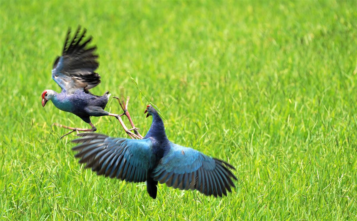 Image of Plant, Bird, Beak, Grass, Feather, Galliformes etc.