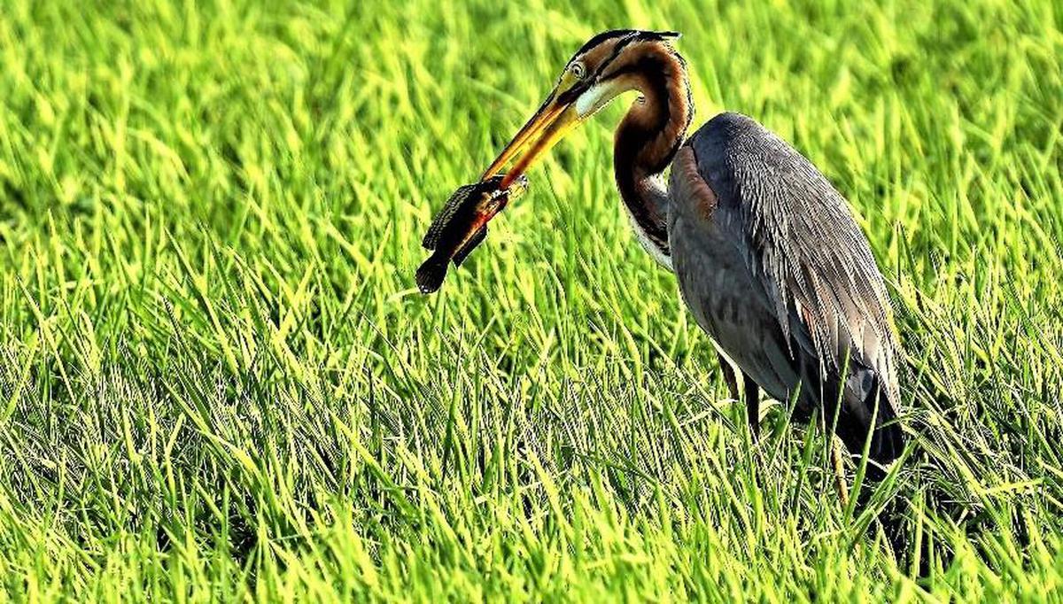 Image of Natural landscape, Plant, Bird, Beak, Grass etc.