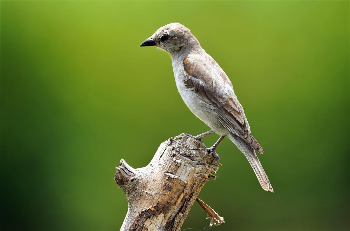 Image of Organism, Bird, Beak, Feather, Twig etc.