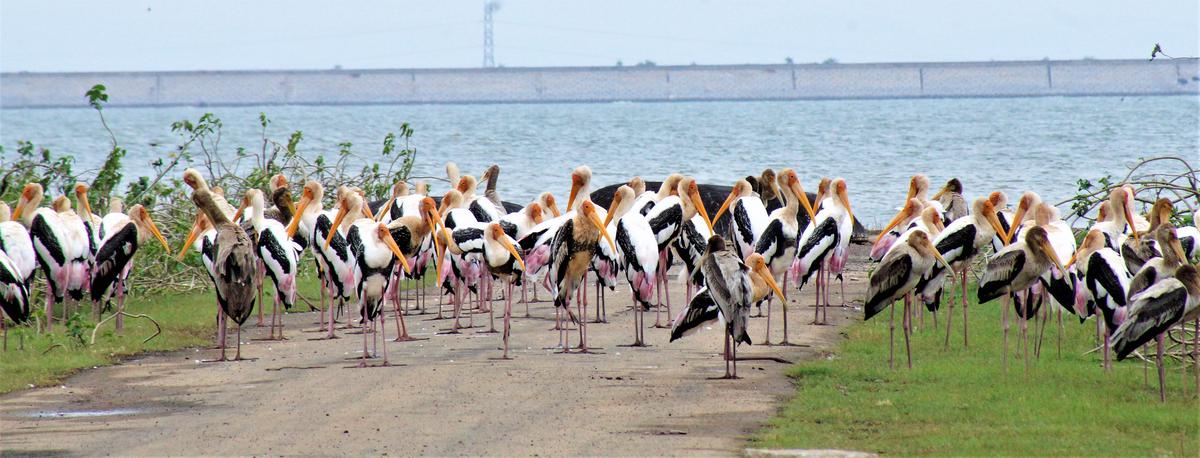 Image of Sky, Natural landscape, Water, Bird, Beak, Leisure etc.