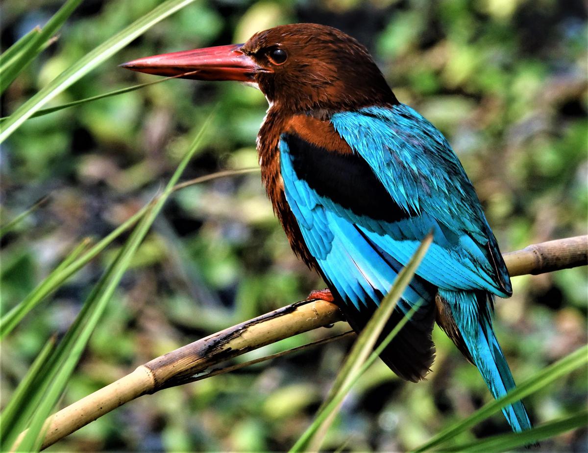 Image of Organism, Bird, Beak etc.