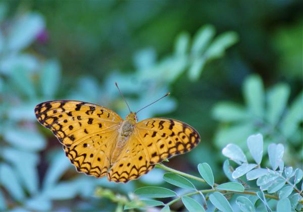 Image of Plant, Flower, Insect, Arthropod, Terrestrial plant, Butterfly etc.