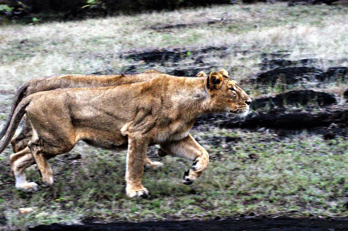 Image of Felidae, Plant, Eye, Grass, Big cats, Human body etc.