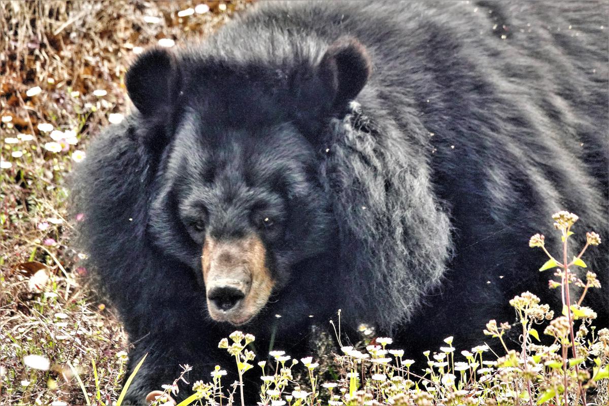 Image of Nature, Plant, Carnivore, Sloth bear etc.